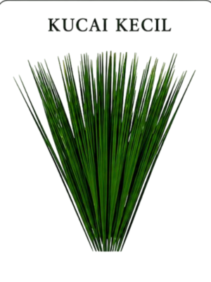 Kucai Kecil